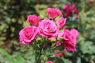 PRETTY PINK ROSES