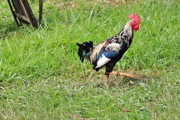 Filipino gamefowl specially bred for fighting in cockfights-national pastime held in a ring called cockpit with wagers on the match.s outcome. Sipalay-Negros Occidental-Western Visayas-Philippines.
