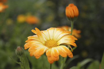 wet calendula and bud