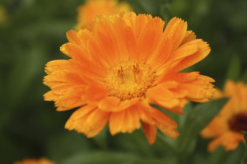 orange calendula in drops