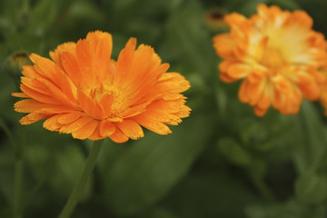 orange calendula in drops of water