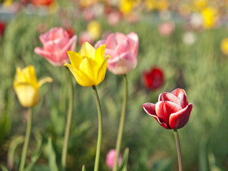 Tulips flowers