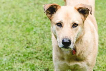 Obraz premium golden dog in grass