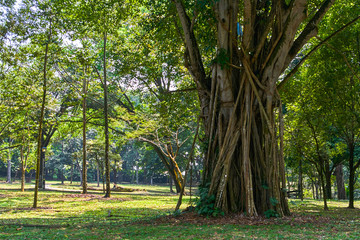 Perdana Botanical Garden view in Kuala Lumpur, Malaysia