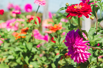 brightly colored flowers