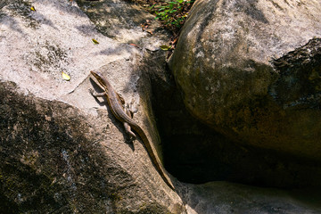 Monitor lizard is climbing on rhe stone rock