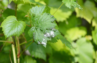 Grapevine diseases. Downy Mildew (Plasmopara vitikola).