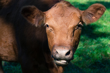 cow face