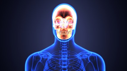 3d illustration of Human Skull Anatomy Diagram | Periodic
