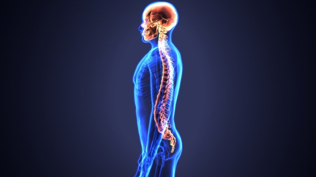 3d illustration of Skull With Spinal Cord Anatomy
