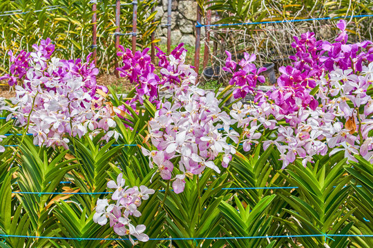 Orchid garden view in Kuala Lumpur, Malaysia