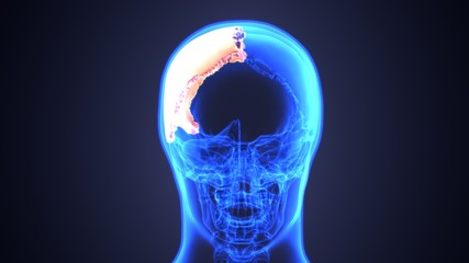 3D illustration of skull anatomy - part of human skeleton medical concept.