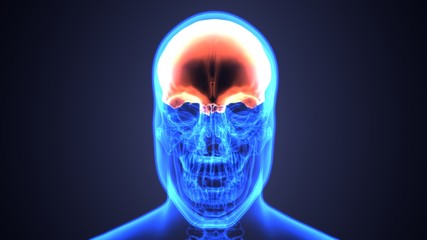 3D illustration of skull anatomy - part of human skeleton medical concept.
