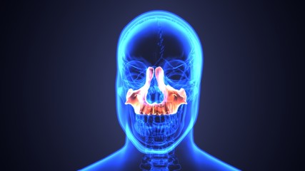 3d illustration of Sinusitis . of human skull with inflamed at sinus .   © PIC4U