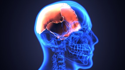 3D illustration of skull anatomy - part of human skeleton medical concept.
