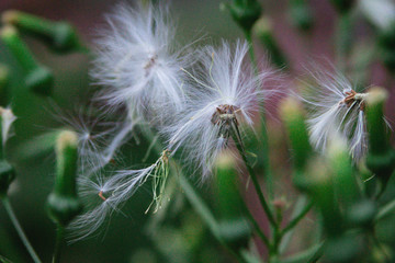 white flower fuzz
