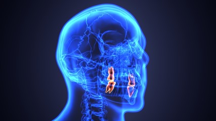 skeleton and teeth anatomy. Medical accurate 3D illustration