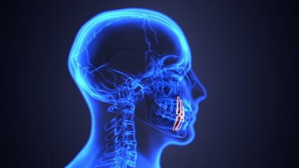 skeleton and teeth anatomy. Medical accurate 3D illustration