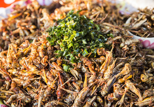 Grashopper is insect have lot of protine food.