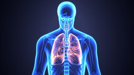 3D illustration of  human body lungs anatomy