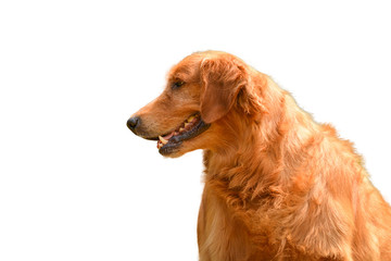 purebred golden retriever dog sitting on isolated white background