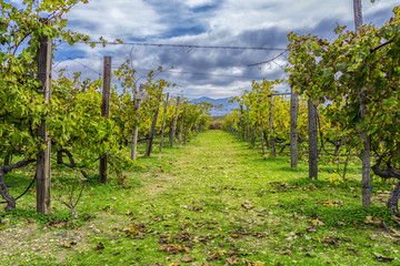 Colorful vineyards landscape with dramatic blue cloudy sky. Fallen brown leaves - obrazy, fototapety, plakaty