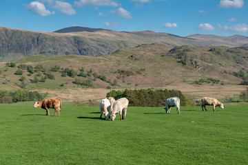 Cows at Castlerigg in a field with mountains