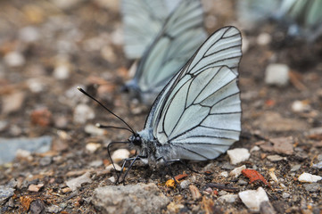 Aporia crataegi, Black Veined White butterfly on the ground