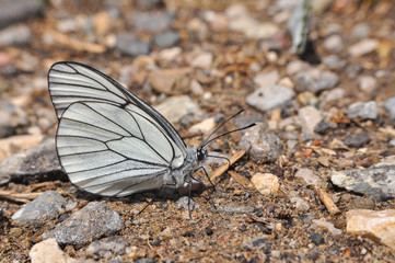 Aporia crataegi, Black Veined White butterfly on the ground