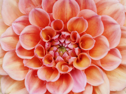 Close-up of Dahlia Pinnata blooming