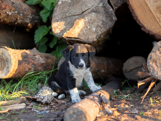 Homeless little puppy