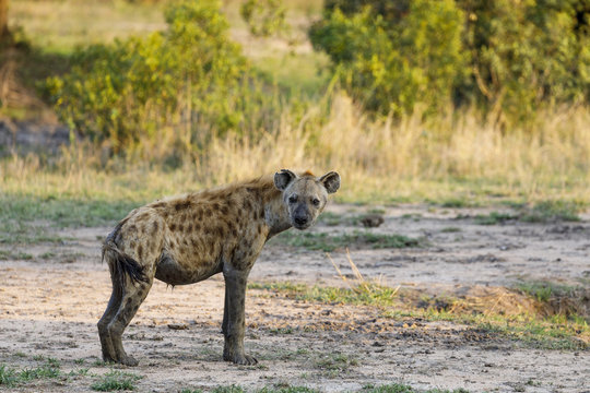 Side view of hyena standing on field at Sabie Park