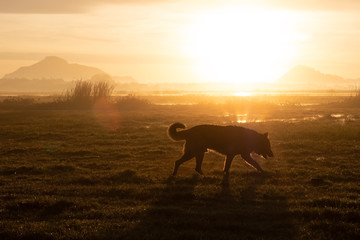 Fototapeta na wymiar German Shepherd walking in early morning on summer meadow. Great view on nature