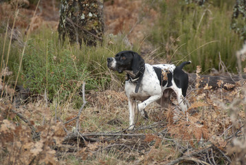 Hunting dog, pointer breed, pointing
