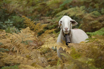 Portrait of sheep among ferns