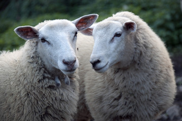 Fototapeta premium Portrait of sheep with wool