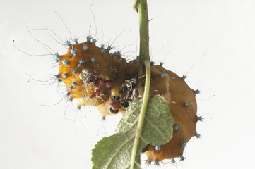 Caterpillar of the Giant Peacock Moth, Saturnia pyri, in front of white background
