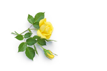Fototapeta premium Rosen liegen auf weißem Hintergrund