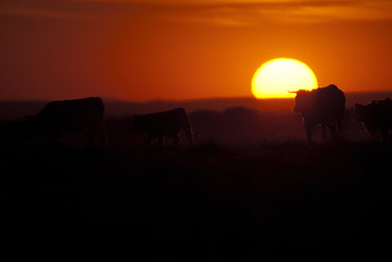 Fototapeta na wymiar Cows on ranch at sunset, backlight