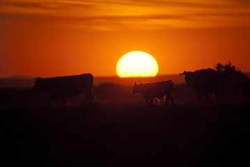 Fototapeta na wymiar Cows on ranch at sunset, backlight