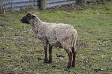 Fototapeta premium sheep