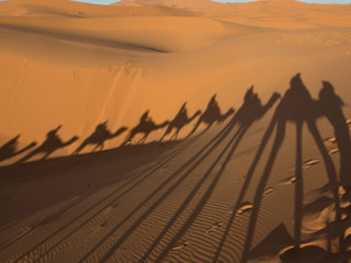 Sahara Desert: Camel Shadows