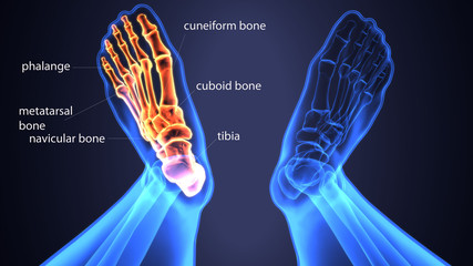 3d illustration of skeleton foot bone anatomy