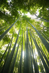Obraz na płótnie Canvas Japanese bamboo forest 