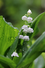 Beautiful springtime nature background. Blooming lily of the valley in a spring forest in a water drops after rain close up on a shallow depth of field bokeh background. Freshness and purity concept.