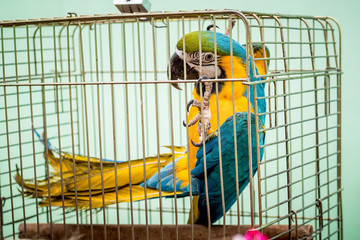 Big motley parrot of ara sits in a cage in captivity_
