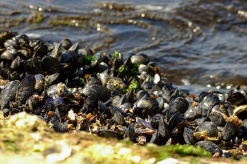 close-up of mussels near the shore