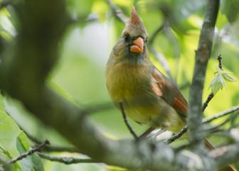 Female Cardinal Bird