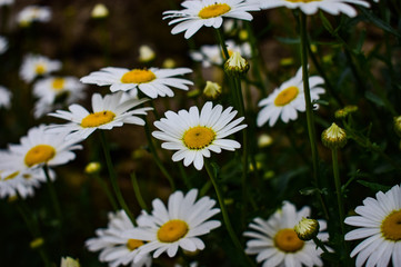 The white daisy flowers