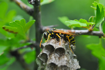 Wasp on honeycomb. Wasp get out from honeycombs